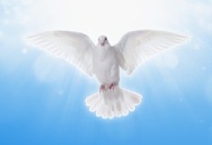 Friedens Taube - White dove in skies