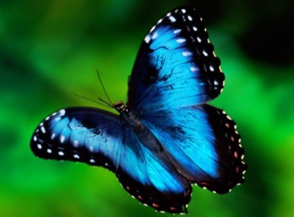 blau-Schmetterling[1]