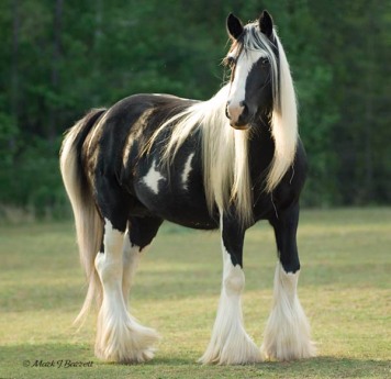 Gypsy Vanner Horse mare